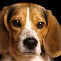 Como encontrar apoio ao seu animal de estimação após a morte