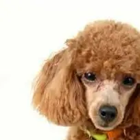 Traiter la perte de son compagnon bien-aimé