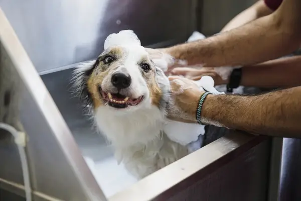 Dog in a bath with suds on their head.
