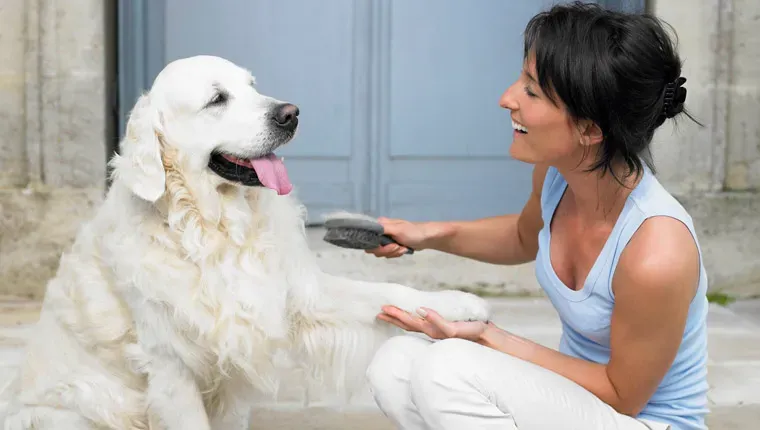 Hundborstar: Vilken typ är bäst för din hunds päls?' title=