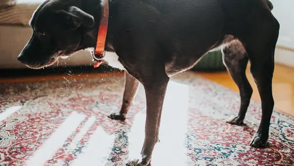 Diferencia del cabello del perro contra la piel y por qué importa
