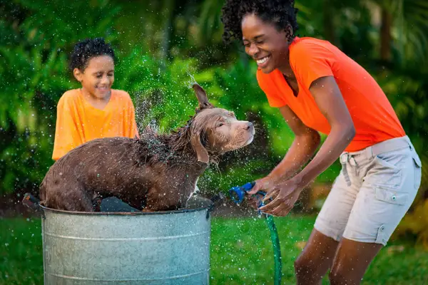Полное руководство для летних собак