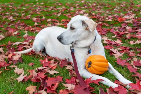 Weißer Labrador-Mischlingshund liegt draußen mit einem orangefarbenen Kürbis auf einem grünen Rasen, der mit roten Herbstblättern bedeckt ist
