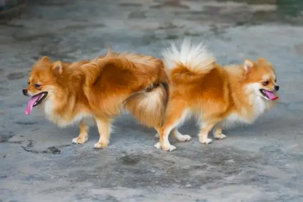 Macho y hembra, Pomeranian_curraheeshutter, Shutterstock