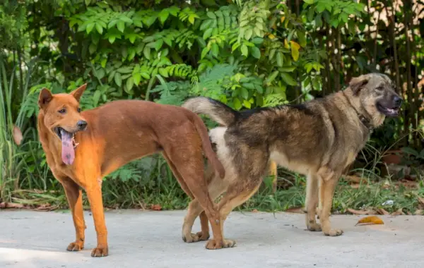 apareamiento de perros