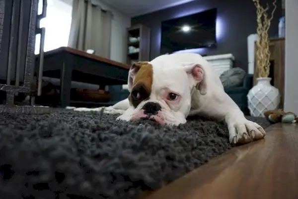 bulldog acostado en la carpa_heathergunn, Pixabaye
