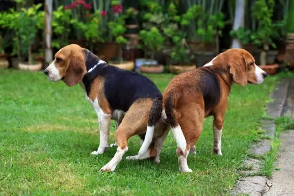 Perros beagle apareándose en el jardín.