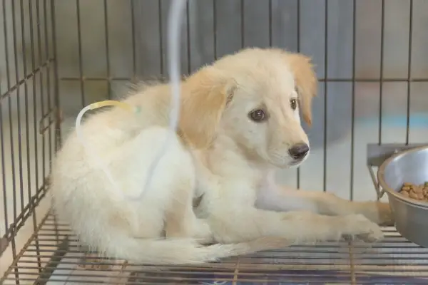 Щенок с парвовирусом