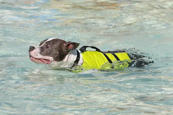 Pitbull plava v bazenu v rešilnem jopiču
