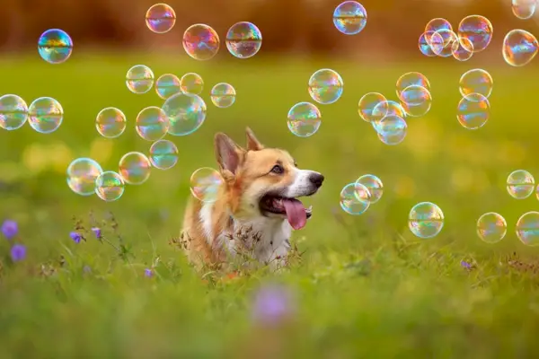 Corgi pes štěně běh bublina