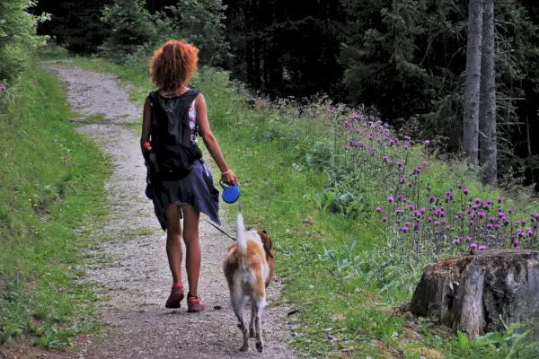 Pies na zwijanej smyczy