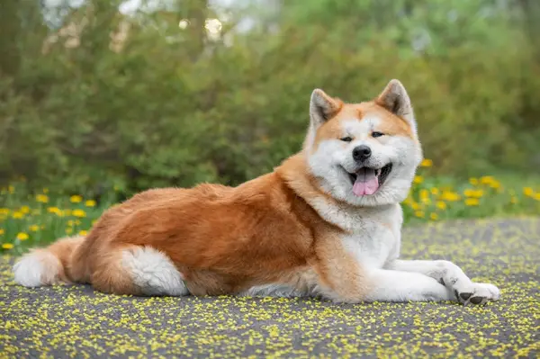 felice cane akita inu che riposa al parco