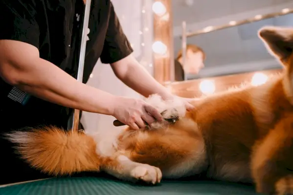 spazzolare il cane Akita