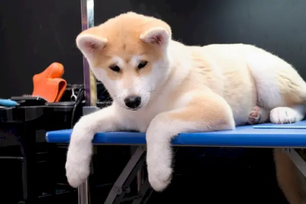 cucciolo di akita inu nel tavolo da toelettatura