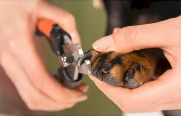 körmöket nyírnak a kutyák