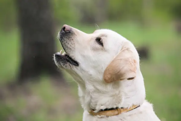 Żółty labrador retriever z różowym nosem spogląda na zielone tło natury
