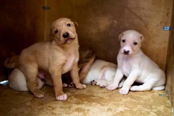 Runt of the Litter: cosa significa, implicazioni sulla salute e domande frequenti