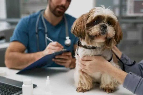 cachorro sentado na mesa contra um jovem veterinário fazendo anotações de prescrição no documento