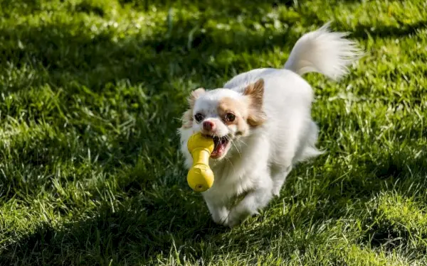 pitkäkarvainen chihuahua juoksemassa lelu suussaan