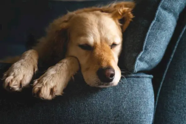 Goldendoodle con una bellissima pelliccia dorata e riccia, sdraiato assonnato e stanco