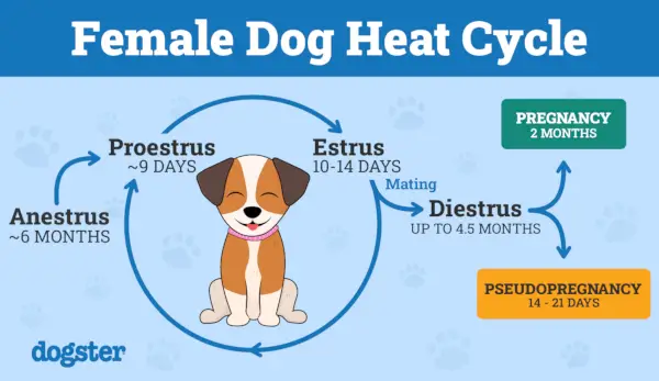 Cicle de calor del gos