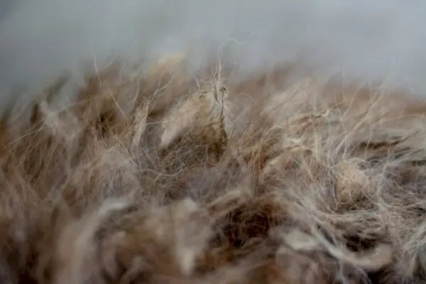 kartáčování matné srsti černého pudla