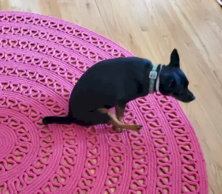 Domowe sposoby na hulajnogę dla psów: przydatne wskazówki i porady