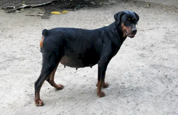 raskaana oleva dobermannikoira seisoo ulkona