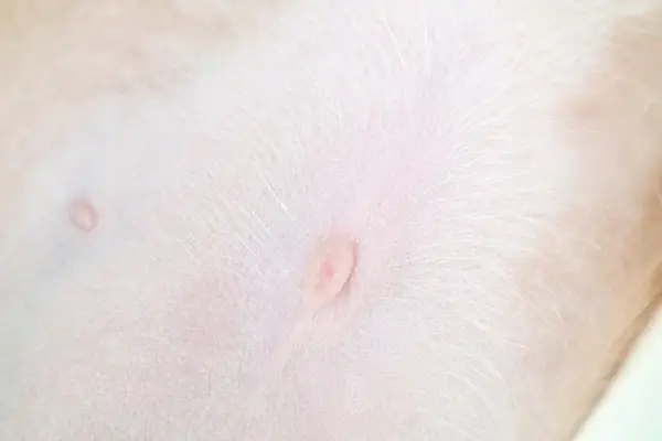 Пъп на кученце