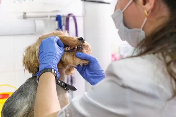 medicul veterinar examinează dinții unui câine