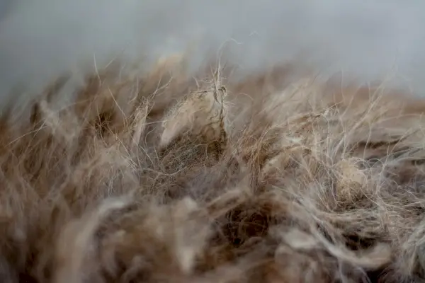 헝클어진 개 털을 클로즈업하다