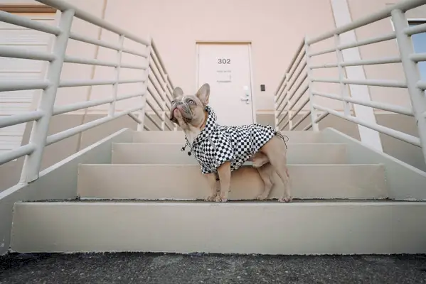 Bulldog francès cervatatge amb roba