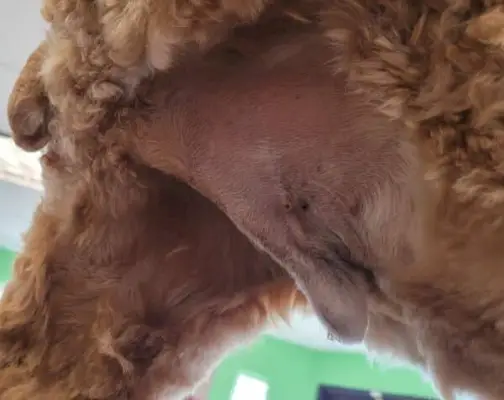 ¿Qué es un ajuste sanitario para perros? Propósito y guía