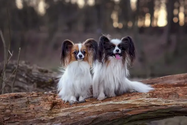 dos gossos papillon al tronc