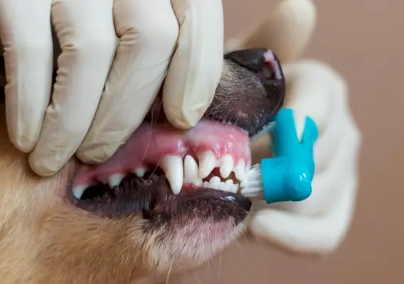 cepillar los dientes del perro