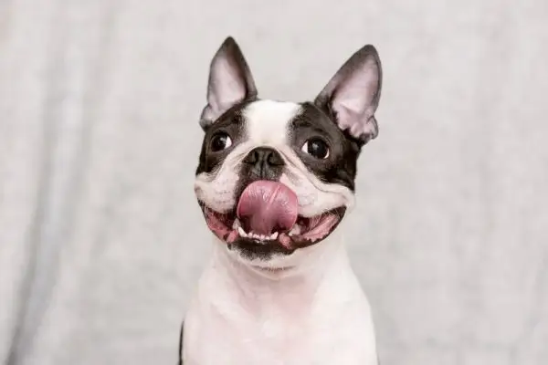 Boston terriër met een blij gezicht en uitgedroogde tong poseren