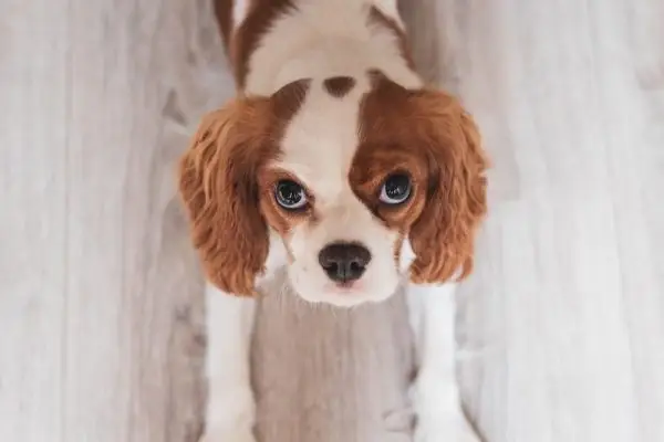 Cât trăiesc Cavalier King Charles Spaniels? Durata medie de viață, date și îngrijire