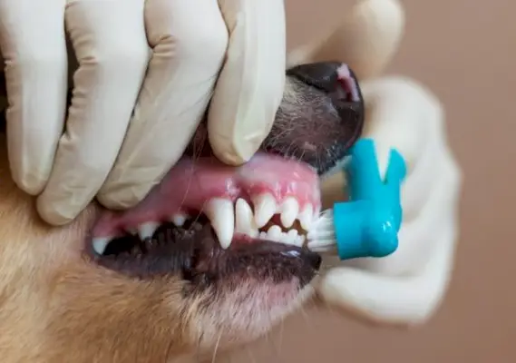 cepillar los dientes del perro