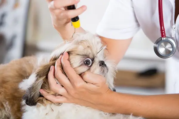 dierenarts die de ogen van een shih tzu-hond controleert