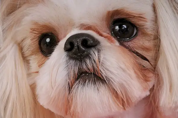 close-up shih tzu hond met oogontlading