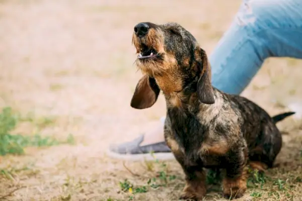 такса собака воет на улице