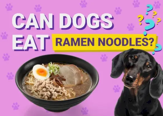 Vai suņi var ēst Ramen nūdeles? Vet apstiprināti fakti