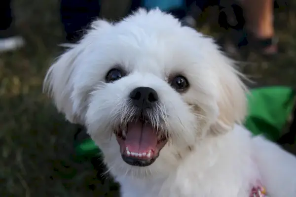 Malshi-koira Maltan Shih Tzu -sekoitus