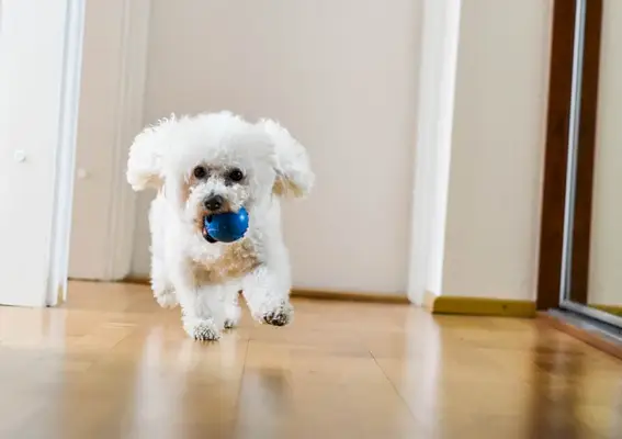 Fast Bichon Frise correndo alegremente com sua bola no apartamento