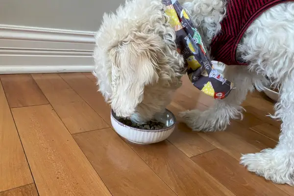 um cachorro branco e fofo comendo ração para cachorro com sabor de manteiga de amendoim torrada e batata doce Petaluma em uma tigela