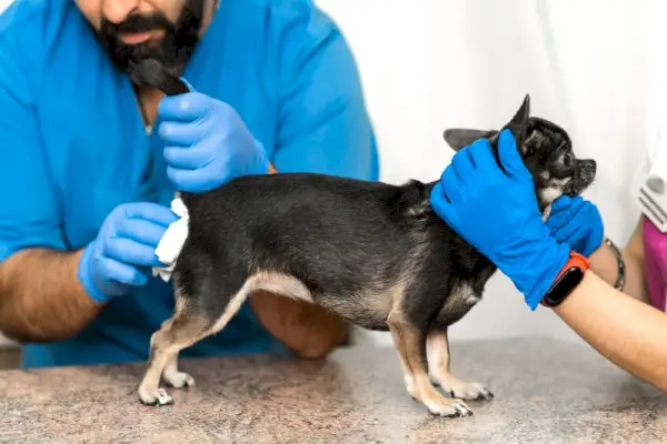 獣医師が動物病院で犬の肛門傍腺を掃除する