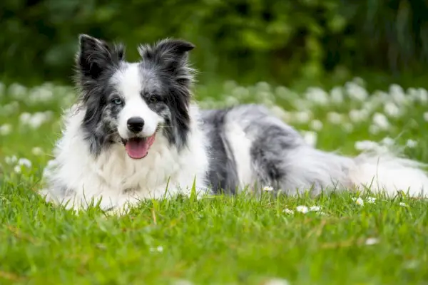 cane blue merle border collie sdraiato nelle margherite