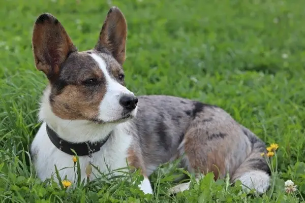 jaka velša korgija, kas guļ uz zāles