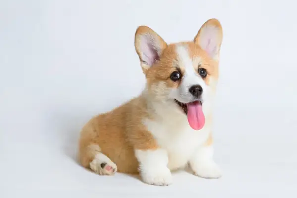 Retrato de lindo cachorro corgi