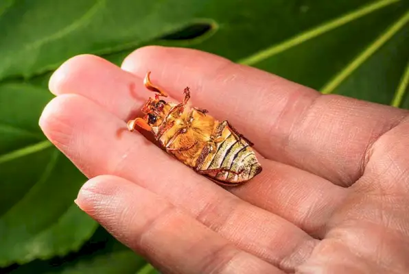 逆さまに横たわる6月のカブトムシ